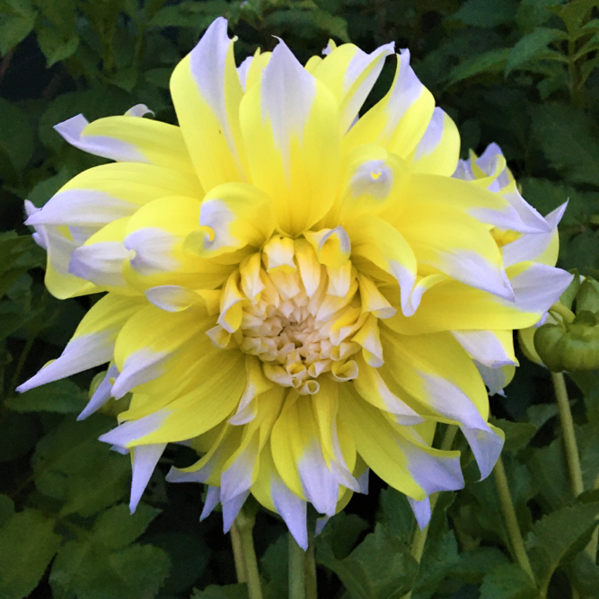 Dahlia Grand Prix